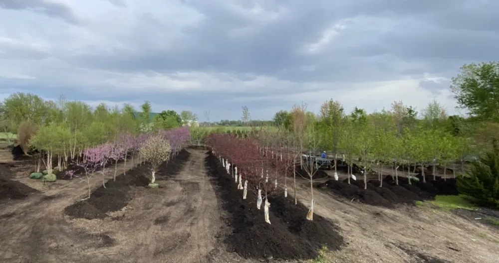 Affordable outdoor landscaping in Belton, MO by Serenity Landscape Design