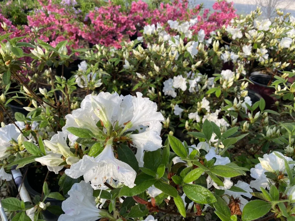 Affordable yard cleanup service for outdoor upgrades in Belton, MO by Serenity Landscape Design