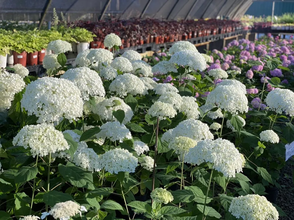 Trusted residential landscaping in Belton, MO - Serenity Landscape Design