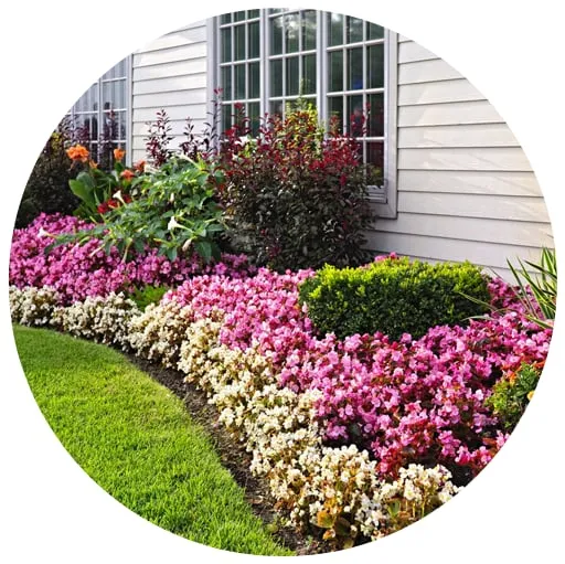 Reliable yard cleanup service in San Diego, CA by Serenity Landscape Designs