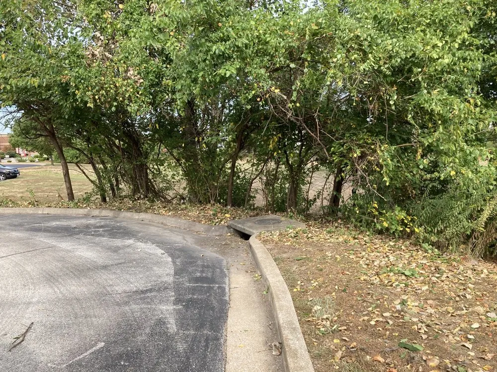 Professional yard cleanup service in Clayton, MO by Serenity Landscaping and Lawn Service