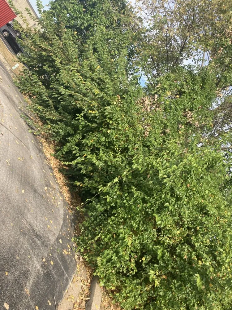 Custom lawn care service experts serving Clayton, MO - Serenity Landscaping and Lawn Service