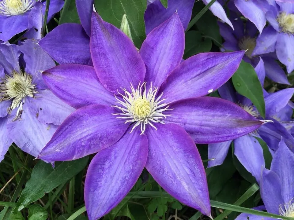 Custom garden landscaping for beautiful yards in Hillsville, VA by Serenity Landscaping