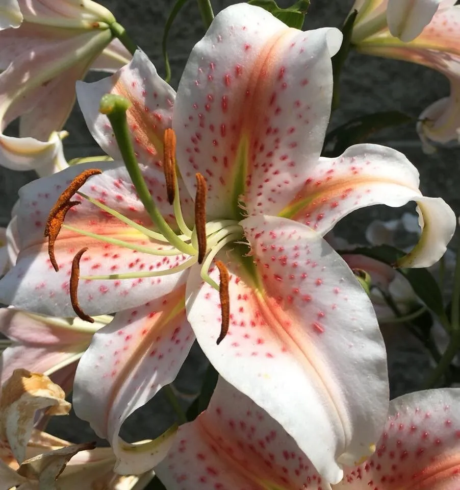 Reliable lawn care service experts serving Hillsville, VA - Serenity Landscaping