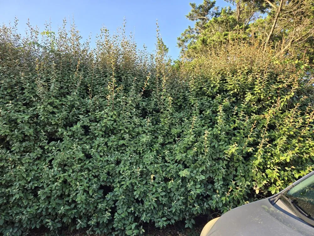 Expert garden landscaping for year-round maintenance in Virginia Beach, VA by Serenity Lawn Services