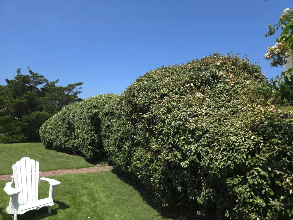 Local residential landscaping experts serving Virginia Beach, VA - Serenity Lawn Services