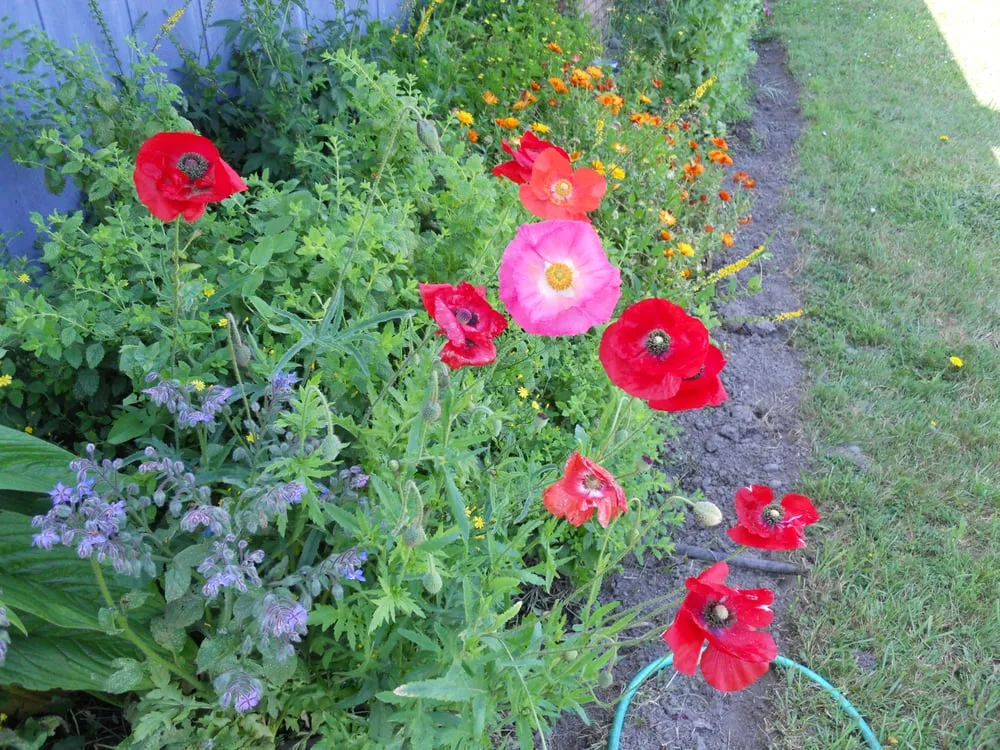 Affordable lawn care service in Arcata, CA by Serenity Now Home and Garden Services