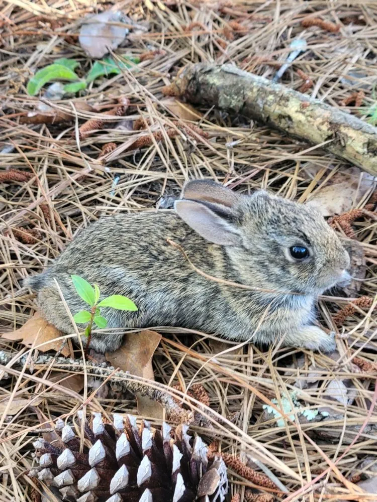 Affordable lawn mowing service for residential properties in Fernandina Beach, FL by Serenity's Home & Garden