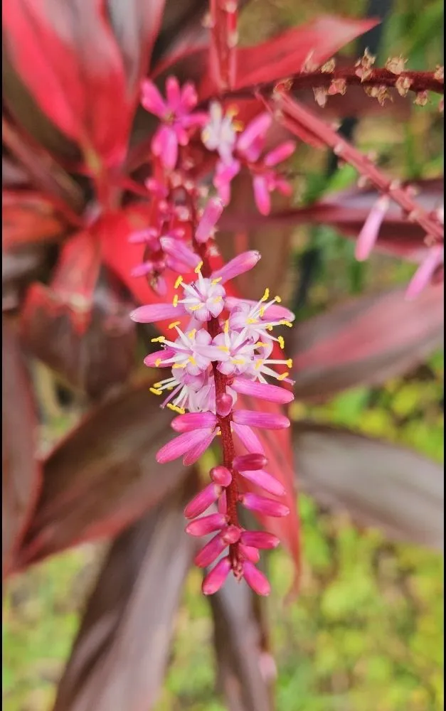 Custom landscaping services with custom design across Fernandina Beach, FL - Serenity's Home & Garden