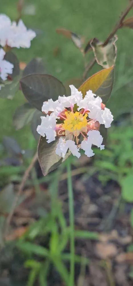 Professional residential landscaping near you across Fernandina Beach, FL - Serenity's Home & Garden