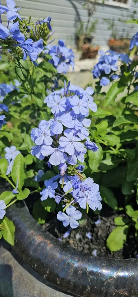 Trusted outdoor landscaping for outdoor upgrades in Fernandina Beach, FL by Serenity's Home & Garden