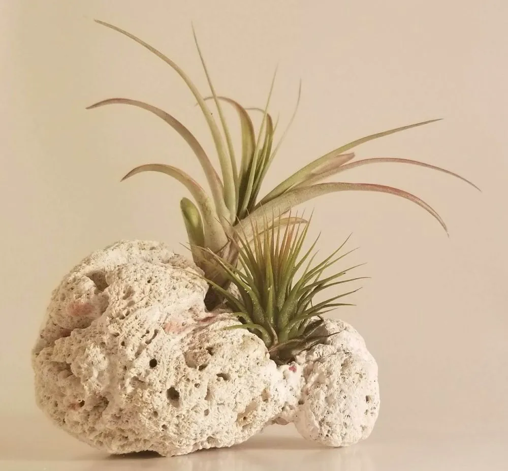 Reliable outdoor landscaping for year-round maintenance in Fernandina Beach, FL by Serenity's Home & Garden