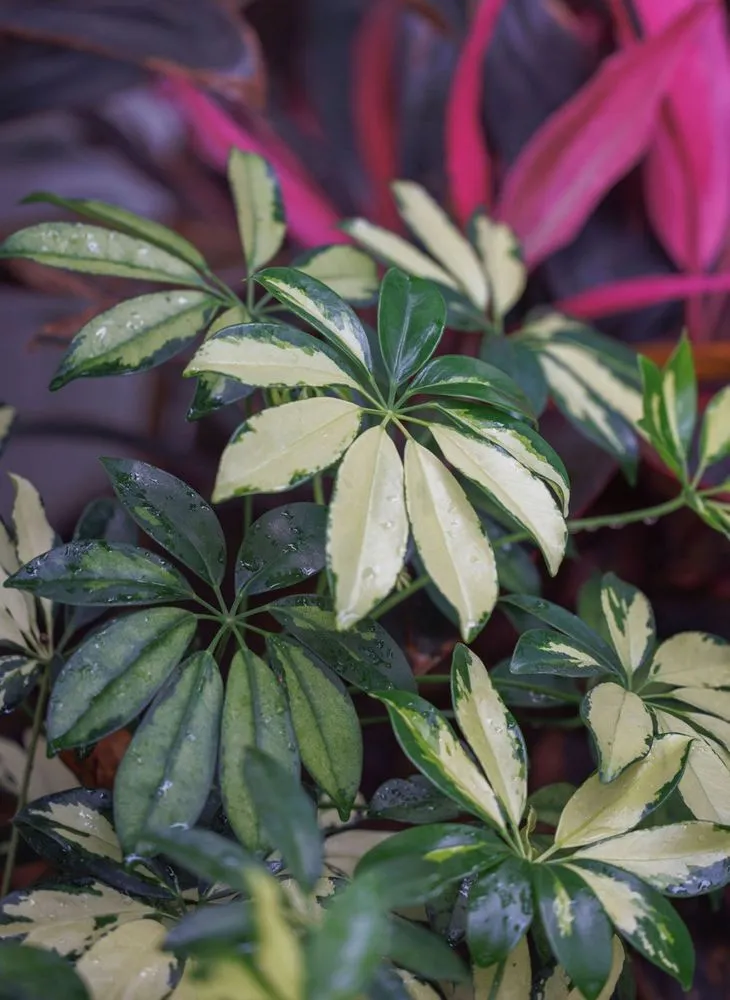 Top-rated lawn care service in Jacksonville Beach, FL - Serenoa Landscape Design