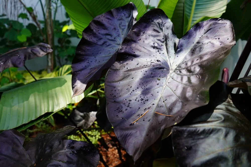 Professional yard cleanup service for beautiful yards in Jacksonville Beach, FL by Serenoa Landscape Design