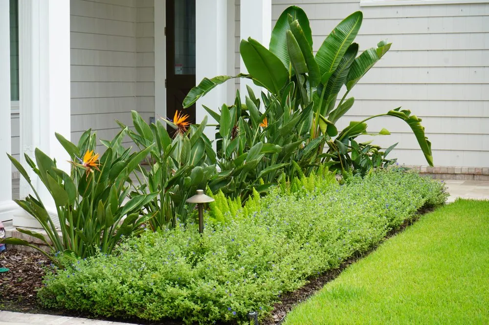 Reliable yard cleanup service for residential properties across Jacksonville Beach, FL - Serenoa Landscape Design