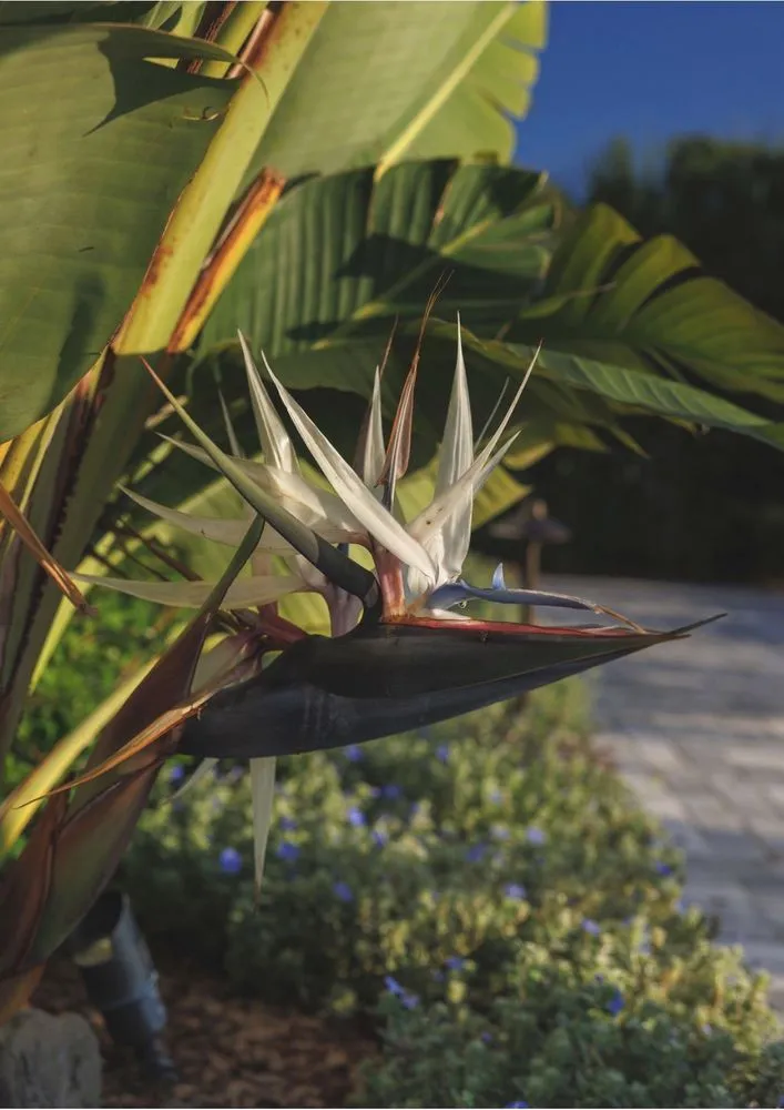 Affordable lawn care service for residential properties in Jacksonville Beach, FL by Serenoa Landscape Design