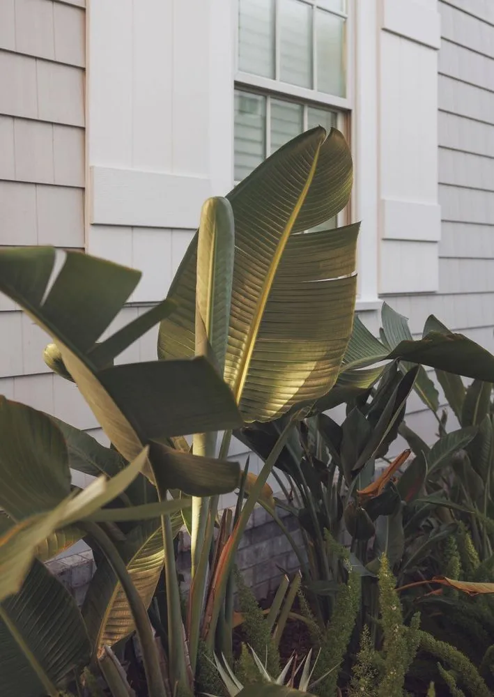 Custom outdoor landscaping near you in Jacksonville Beach, FL by Serenoa Landscape Design