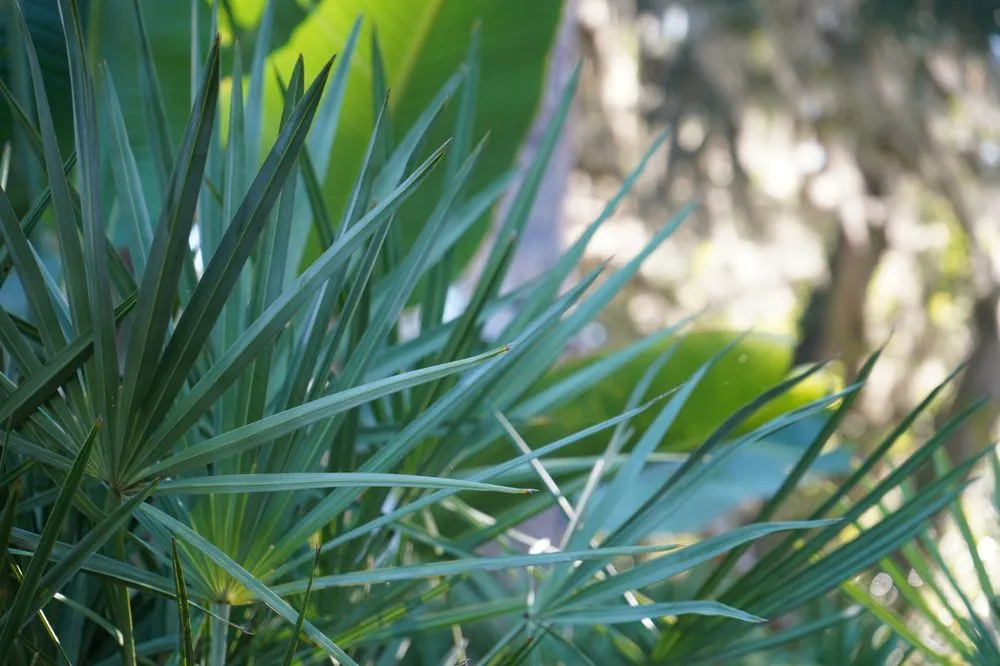 Expert landscape design experts serving Jacksonville Beach, FL - Serenoa Landscape Design