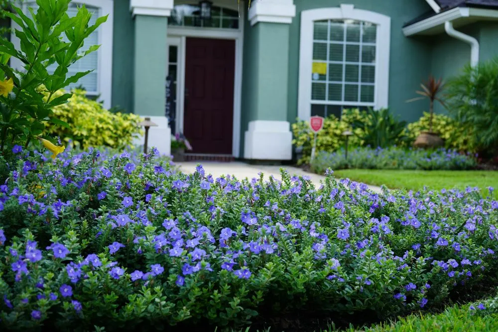 Professional lawn mowing service in Jacksonville Beach, FL - Serenoa Landscape Design