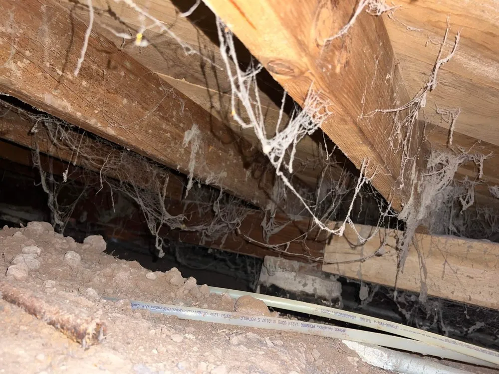 Local residential landscaping experts serving Lubbock, TX - Serg The Lawn Barber