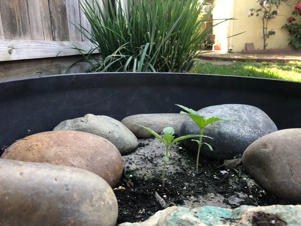 Custom landscape installation for residential properties across Modesto, CA - Sergeant Green's Landscape Services