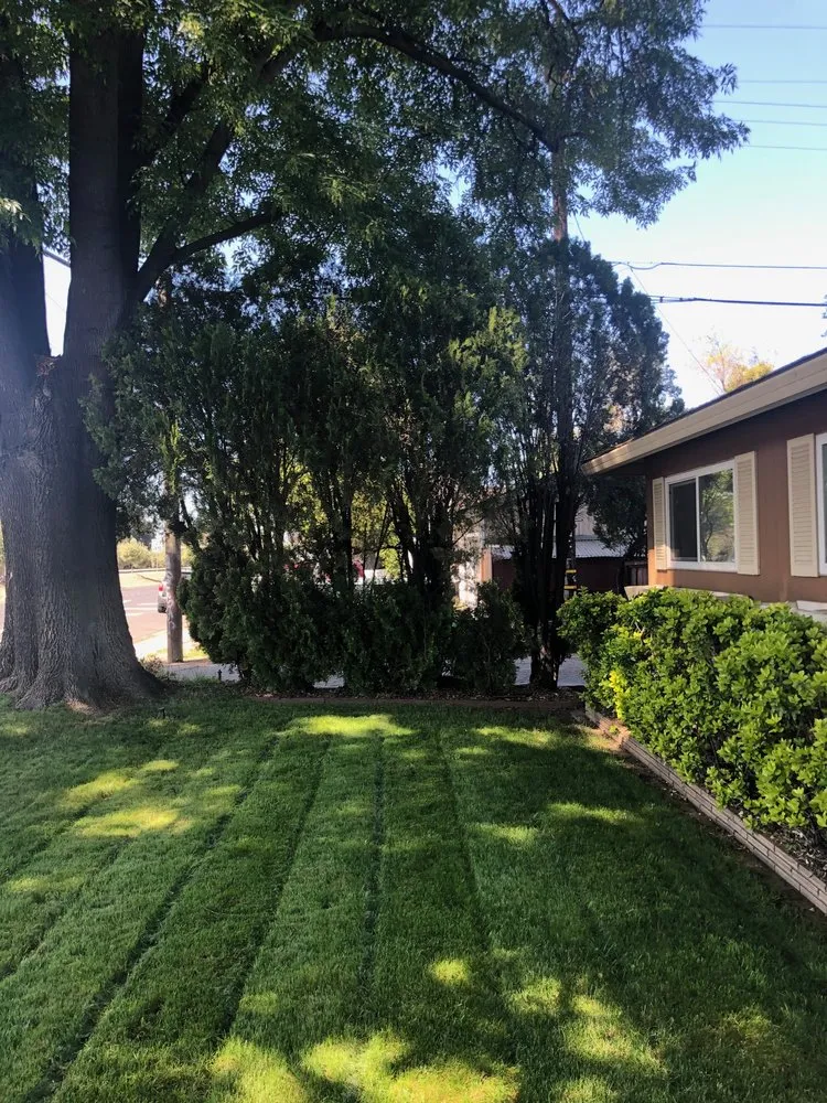 Professional garden landscaping for year-round maintenance in Modesto, CA by Sergeant Green's Landscape Services