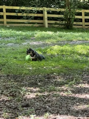 Sergeant’s Lawn Care Logo