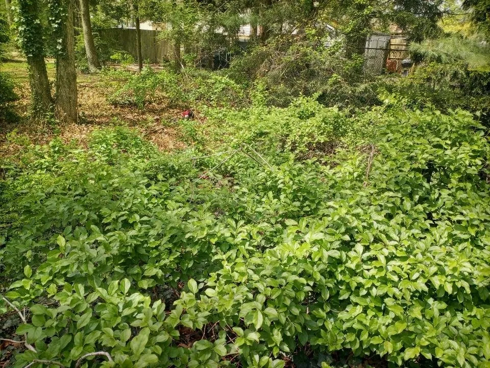 Local yard cleanup service experts serving Lakewood, NJ - Sergio Antonio Landscaping