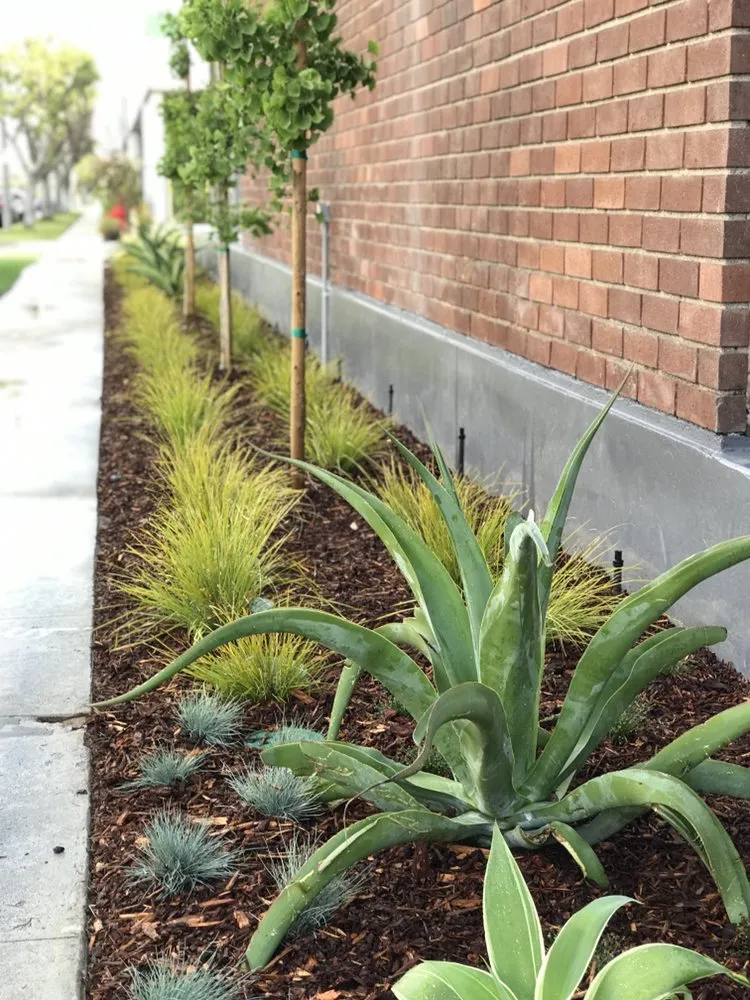 Top-rated lawn care service in Los Angeles, CA by Sergio Contreras Landscape