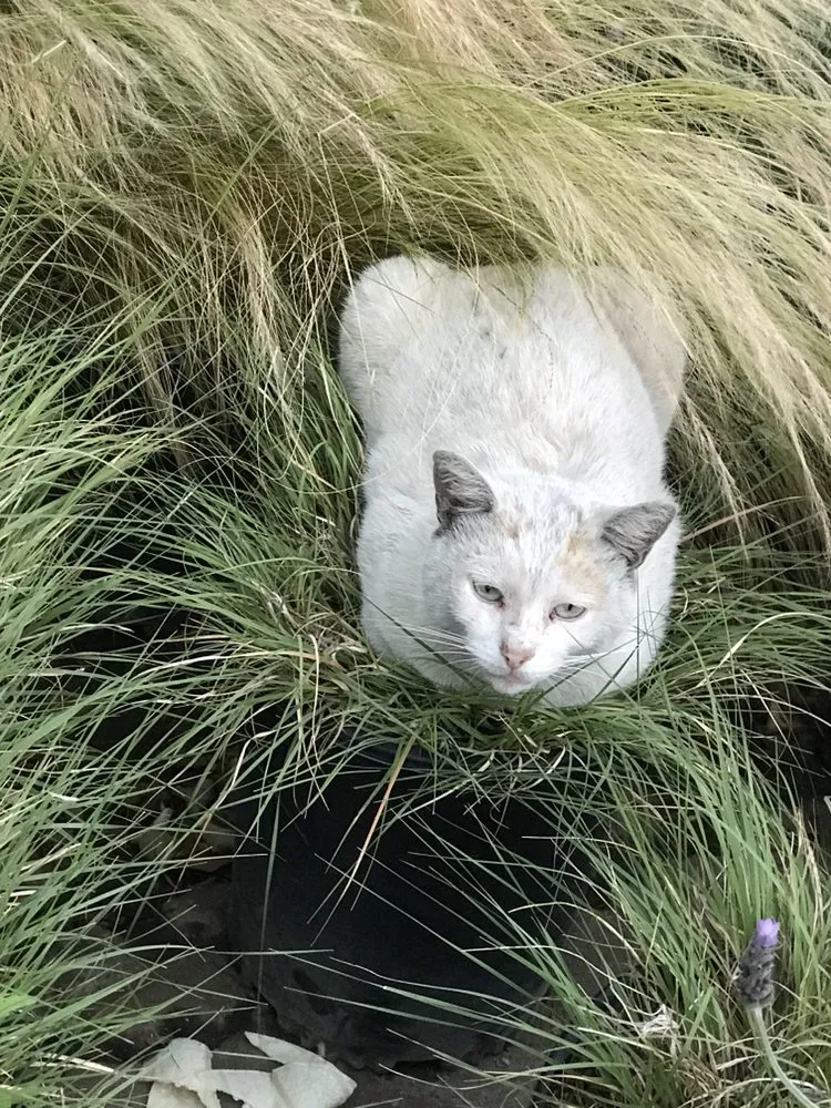 Custom outdoor landscaping in Los Angeles, CA by Sergio Contreras Landscape