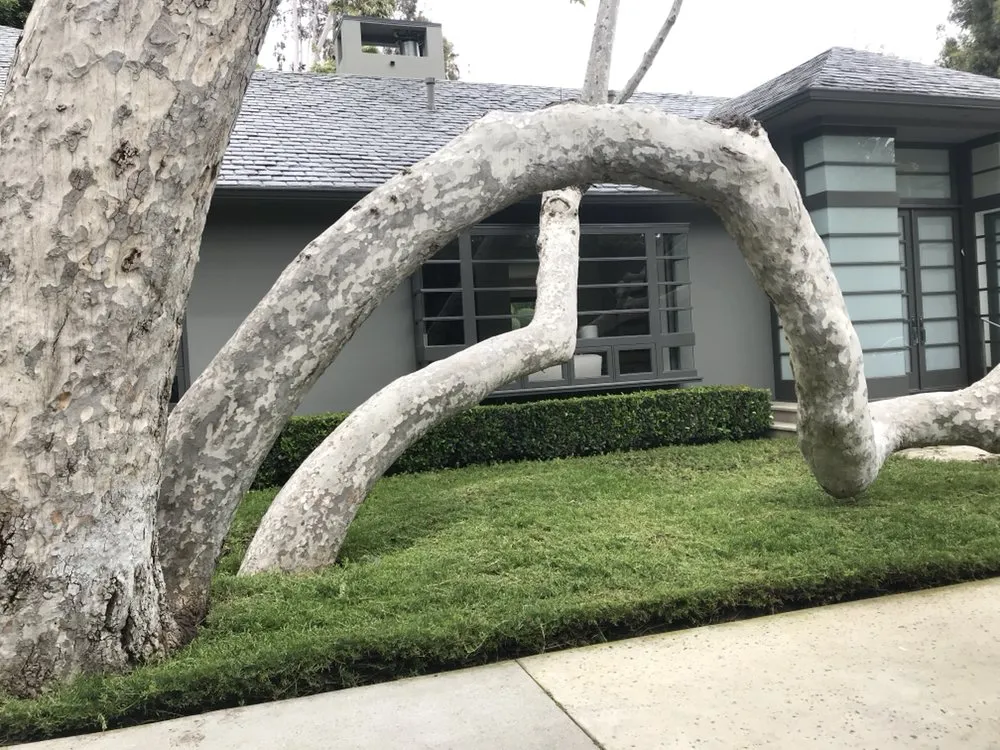 Reliable lawn care service for beautiful yards in Los Angeles, CA by Sergio Contreras Landscape