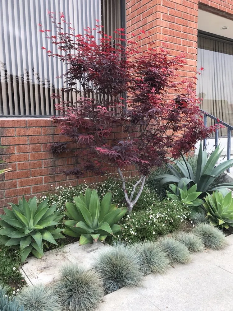 Custom garden landscaping in Los Angeles, CA by Sergio Contreras Landscape