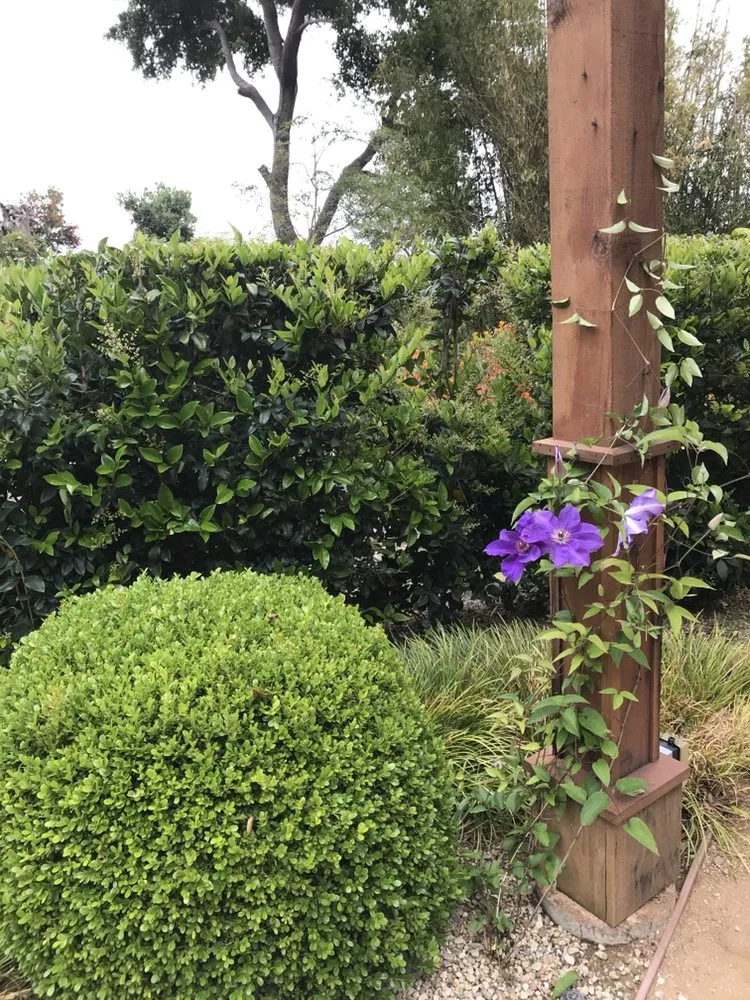 Top-rated yard cleanup service experts serving Los Angeles, CA - Sergio Contreras Landscape