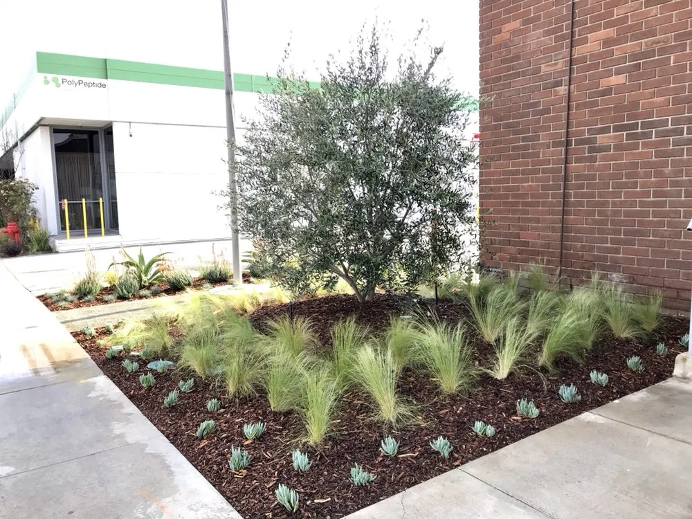 Affordable landscaping services in Los Angeles, CA by Sergio Contreras Landscape