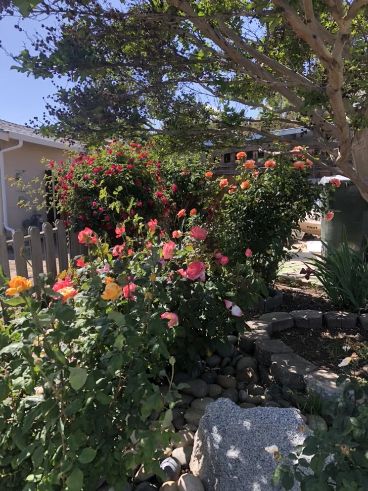 Reliable yard maintenance experts serving Bay Point, CA - Sergio gardening service