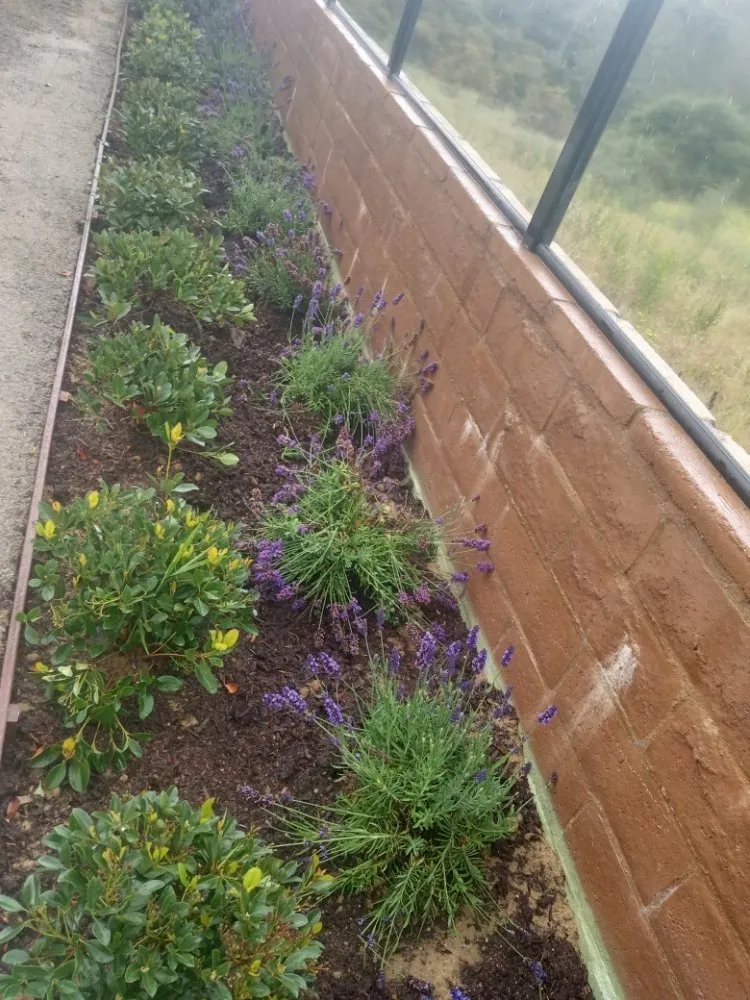 Trusted residential landscaping in Placentia, CA by Sergio Land Scaping