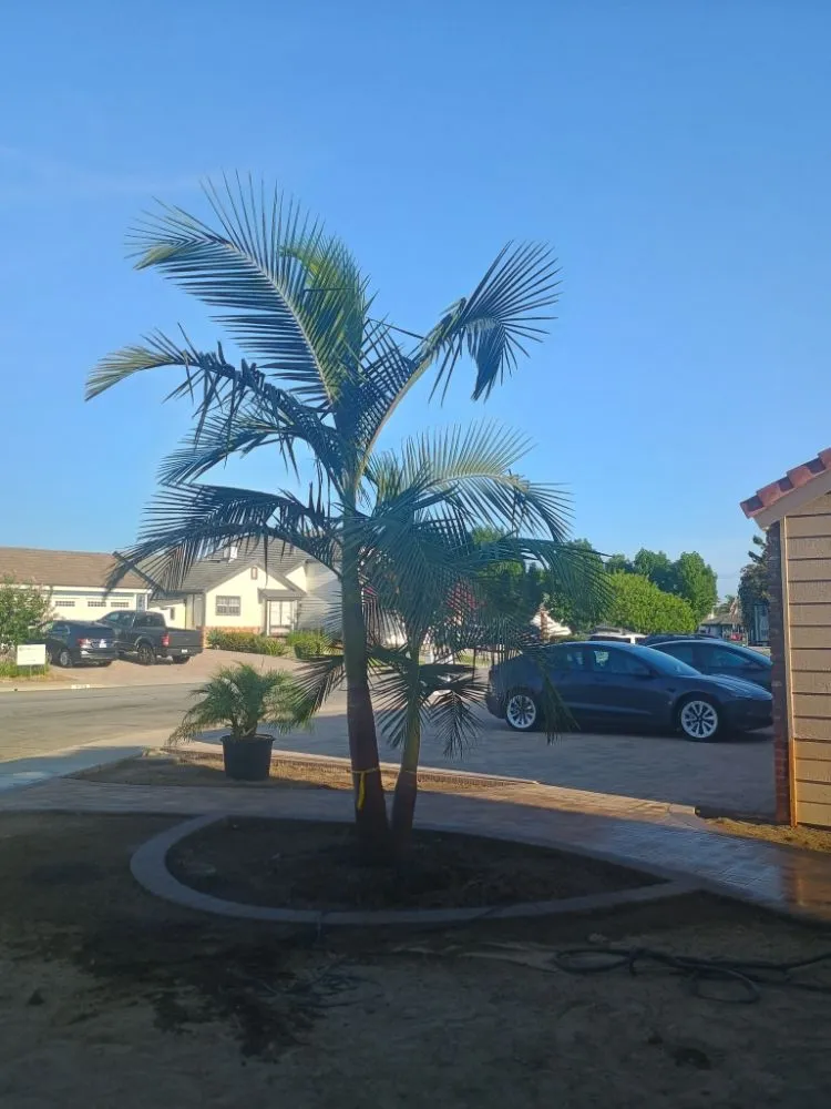 Expert yard maintenance experts serving Placentia, CA - Sergio Land Scaping