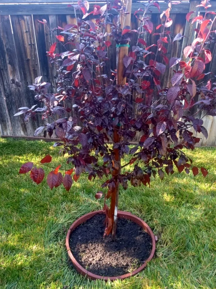 Reliable yard cleanup service for beautiful yards across Placentia, CA - Sergio Land Scaping