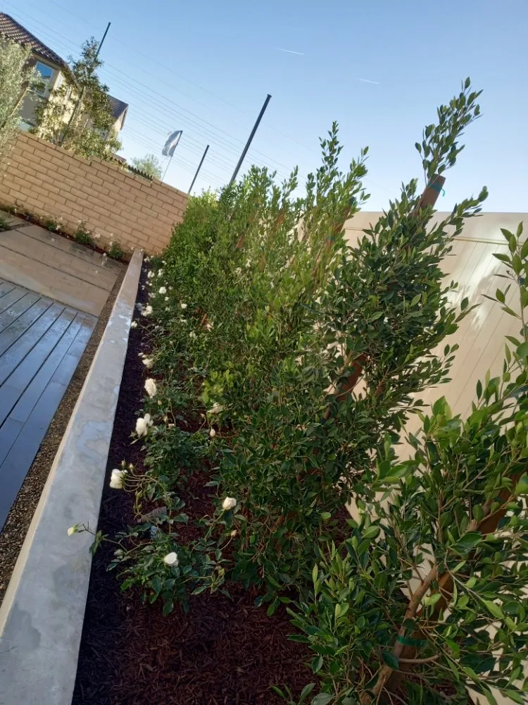 Reliable outdoor landscaping for outdoor upgrades in Placentia, CA by Sergio Land Scaping