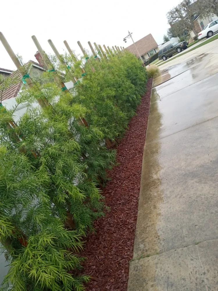 Trusted landscape design in Placentia, CA by Sergio Land Scaping