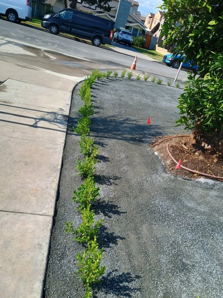 Custom yard maintenance for year-round maintenance across Placentia, CA - Sergio Land Scaping