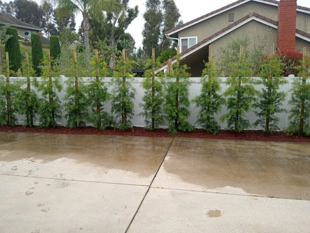 Local landscaping services experts serving Placentia, CA - Sergio Land Scaping