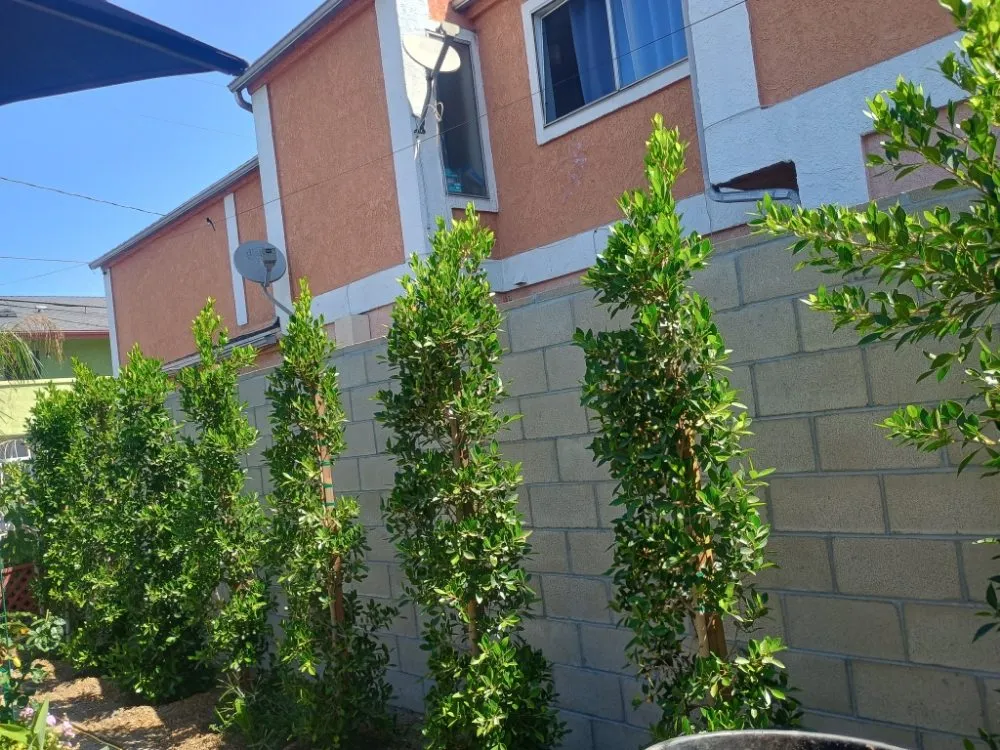 Professional outdoor landscaping in Placentia, CA - Sergio Land Scaping