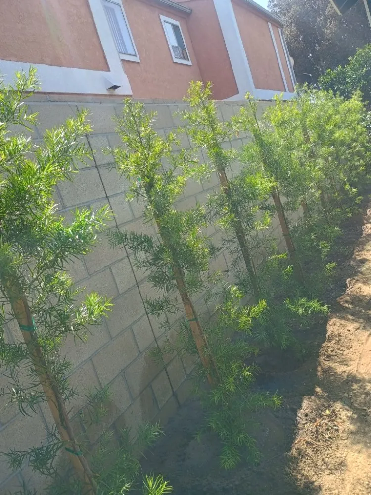 Custom landscape installation in Placentia, CA by Sergio Land Scaping