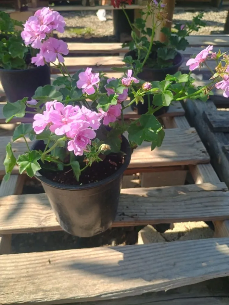 Trusted landscape design in Placentia, CA - Sergio Land Scaping