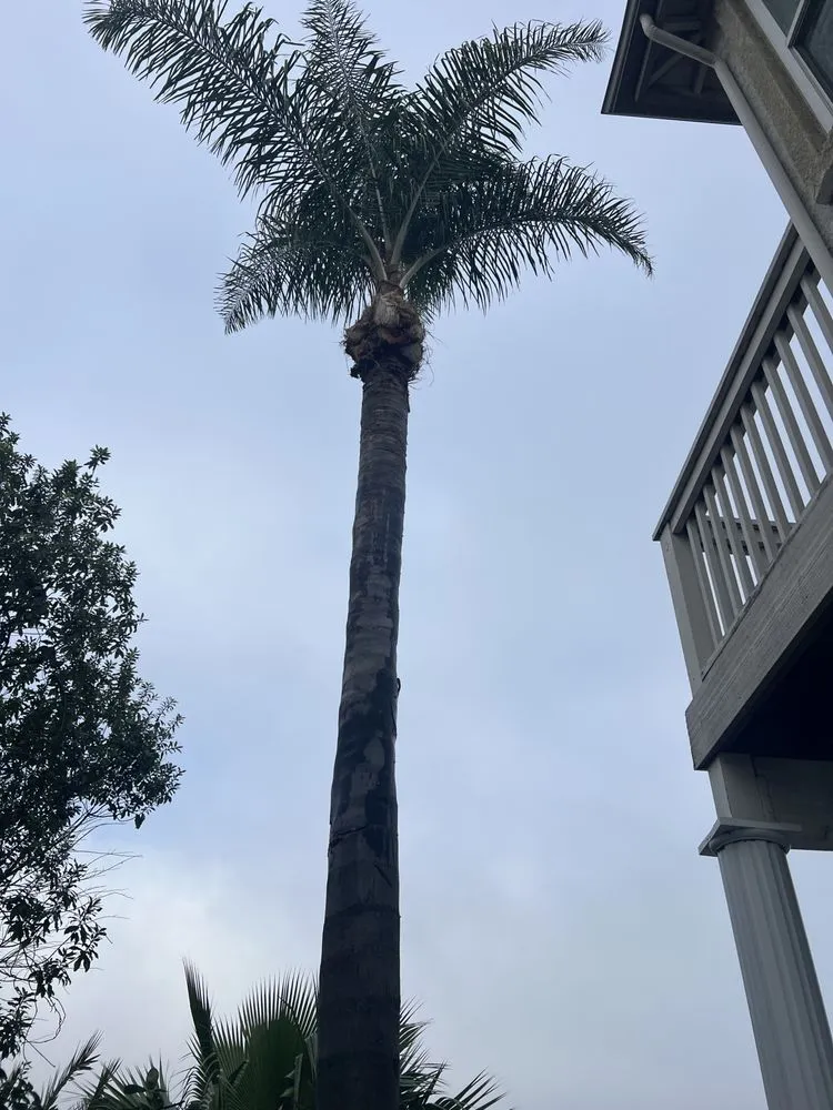 Expert lawn mowing service near you in Stockton, CA by Sergio Landscaping Contractor