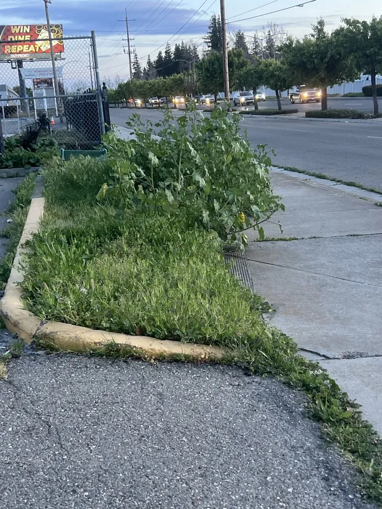 Trusted landscaping services in Stockton, CA by Sergio Landscaping Contractor