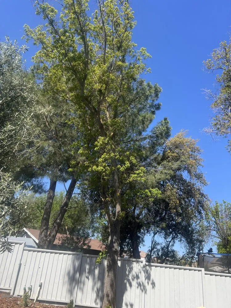 Custom garden landscaping in Stockton, CA by Sergio Landscaping Contractor