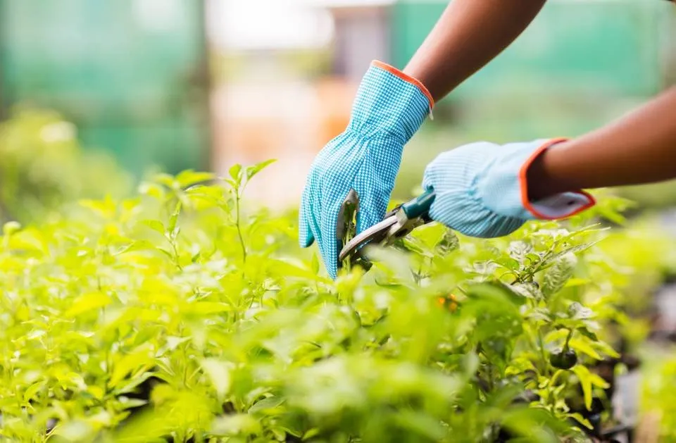 Custom residential landscaping in Worthington, MN by Sergio Landscaping