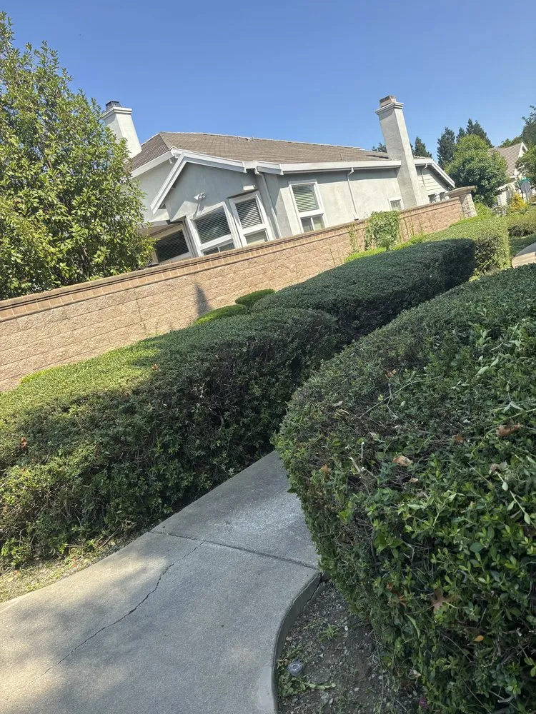Professional yard cleanup service for residential properties in Sacramento, CA by Sergio S Gardening